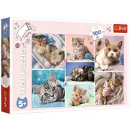Mačky 100-dielne puzzle - Trefl