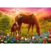 Kone na lúke 500-dieliková puzzle - Trefl