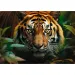 Tiger v divočine 1000 dielikové HQ puzzle - Trefl