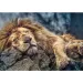 Spiaci lev 1000 ks Premium puzzle - Trefl